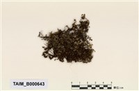 藏品(大葉提燈苔)的圖片